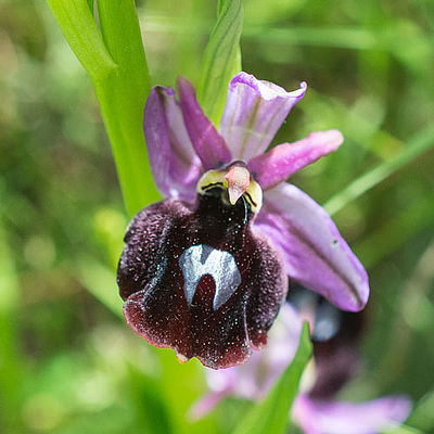 Ophrys ferrum-equinum pseudotriloba