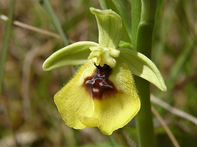 Ophrys lacaitae - Lacaitas Ragwurz (c) R. Merkel