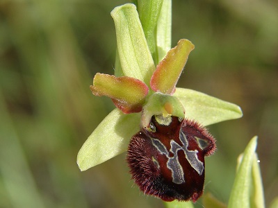 Ophrys brutia (c) R. Merkel