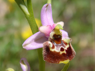 Ophrys appennina (c) R. Merkel