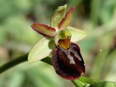 Ophrys majellensis- Majella Ragwurz(c) R. Merkel