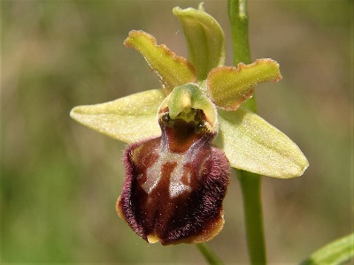 Ophrys Molisana - Molise Ragwurz (c) R. Merkel