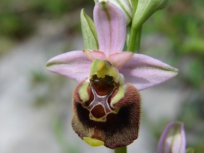 Ophrys pinguis - Gedrungene Ragwurz