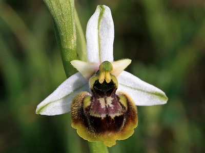 Ophrys tetraloniae - Tetralonia Ragwurz