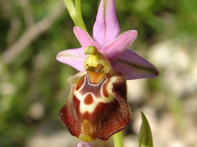 Ophrys apulica - Apulische Ragwurz