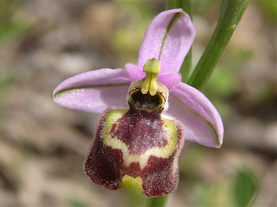 Ophrys candica - Weisglanz Ragwurz