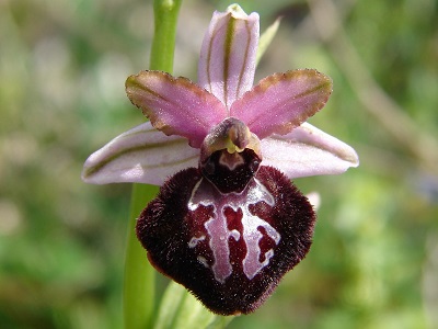 Ophrys sipontensis  - Siponto-Ragwurz