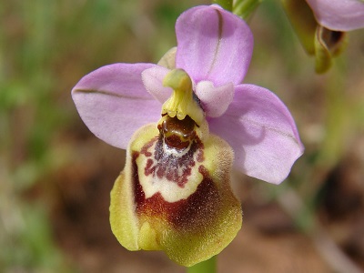 Ophrys tardans - Spätblühende Ragwurz