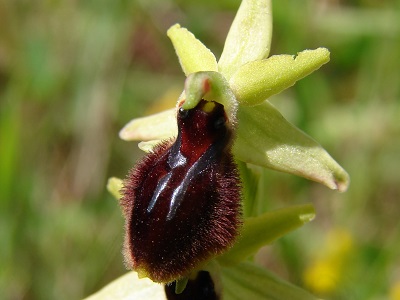 Ophrys tarentina - Tarenter Ragwurz