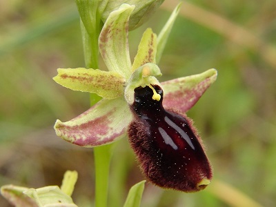 Ophrys tarentina - Tarenter Ragwurz
