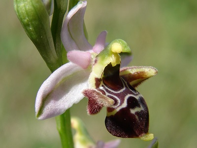 Ophrys oestrifera ssp-montis gargani - Gehoernte Gargano-Ragwurz