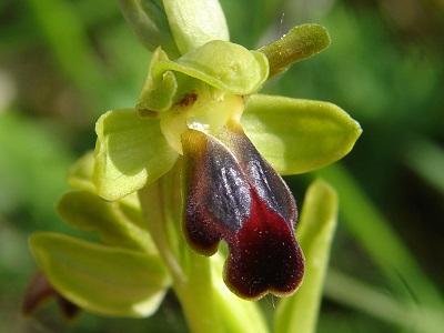 Ophrys funera - Gefurchte Braune Ragwurz