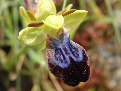 Ophrys iricolor - Regenbogen Ragwurz