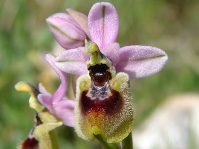 Ophrys neglecta - Übersehene Ragwurz