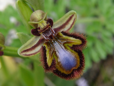 Ophrys speculum - Spiegel-Ragwurz