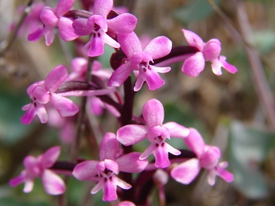 Orchis brancifortii - Brancifortis Knabenkraut
