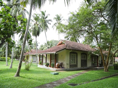 Tamarind Tree